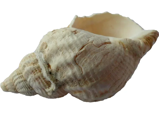 Shankh (Conch Shell)